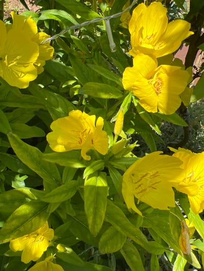This media file displays a close-up view of several bright yellow flowers with ruffled petals, likely evening primroses, set against a backdrop of lush green foliage. The flowers are in various stages of bloom, with some fully open and others still developing buds. The sunlight casts shadows and highlights on the petals, suggesting it is daytime, possibly late afternoon or early evening, given the name of the flower. The setting appears to be a garden or a natural outdoor environment, with glimpses of soil and possibly a fence or other garden structures in the background. There is also a thin string of what appears to be fairy lights or wire, partially visible and draped across some of the leaves and flowers, adding an unusual element to the natural scene. The overall mood is serene and natural, with the vibrant yellow of the flowers providing a focal point. There is no visible text within the image. The provided location context indicates the scene is in Суворовское сельское поселение, Ukraine.