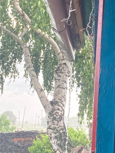 This media file captures a birch tree branch reaching over a structure that appears to be a covered outdoor seating area or shed. The structure is bordered by a blue and red trim at the top and has strings of lights attached to it. The birch tree has distinctive white bark with dark markings. In the background, lush green foliage is visible, suggesting a natural, outdoor setting.
The scene is depicted during what appears to be inclement weather, with visible raindrops or spray in the air, particularly noticeable on the tree and in the background. This suggests it is raining, and possibly windy, as the leaves are slightly blurred. The lighting is diffused, typical of an overcast or rainy day.
In the distance, through the trees and rain, several utility poles and a building with a dark, sloped roof are visible, providing some context for the location. The overall atmosphere is one of natural beauty interrupted by the elements. The orientation of the image is such that the tree branch is prominent, extending horizontally across the frame from left to right, with the background elements appearing to the right of the frame. The image appears to be taken from under a shelter, looking outwards.