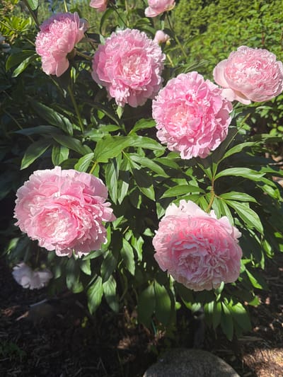 This media file is a close-up, overhead shot of several pink peonies in bloom, interspersed with their dark green foliage. The flowers are the primary subjects, with their ruffled petals catching the sunlight, creating highlights and shadows. There are at least six fully bloomed peonies visible, along with a few buds and a single lighter pink peony in the background.
The setting appears to be a garden, with dense green leaves and some dark, loamy soil visible. A large, grey rock is present in the lower right corner, partially obscured by shadows. Sunlight is dappling through the leaves, indicating it is likely daytime, possibly late morning or early afternoon, given the strong shadows. The overall mood is peaceful and natural, highlighting the beauty of the flowers. There is no visible text in the image. The location context is Baloži, Latvia, suggesting this is an outdoor scene in that region.
