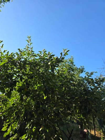 The image depicts an outdoor scene with dense green foliage of trees against a clear blue sky. Sunlight filters through the leaves, creating areas of light and shadow. The lower portion of the image shows a glimpse of the ground with some vegetation and what appears to be part of a fence or structure. The scene is likely a garden or orchard, given the abundance of trees and natural elements. There are no people or animals visible in the image. The overall impression is one of a bright, sunny day in a natural setting.