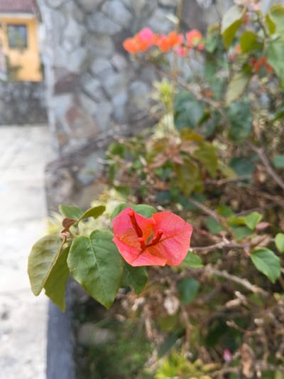 A single coral-pink bougainvillea flower, exhibiting a distinct five-part bract structure and visible red stamens/styles, is in sharp focus in the mid-foreground, positioned slightly right of the vertical center. It is attached to a stem with multiple green, ovate leaves. The immediate surrounding foliage of the plant, including brown stems and additional green leaves, is in soft focus.

The background elements are blurred. To the left, a light-colored paved pathway runs vertically. Beyond this pathway, a yellow-ochre building with a dark, rectangular window is visible on the far left. The building's roof appears reddish-brown. In the center and right background, a stone wall constructed of irregular gray and brown stones provides a textured backdrop. Another cluster of similarly colored bougainvillea flowers, out of focus, is visible towards the upper center of the image. The scene is an outdoor environment in the city of Pô Kô, Vietnam. No individuals, explicit actions, or direct interactions are depicted.