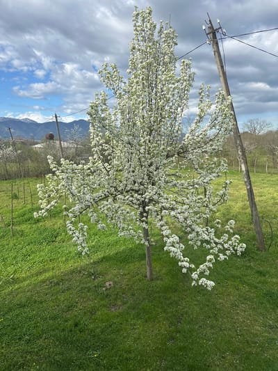 A landscape photograph taken in Zeda Sakara, Georgia, shows a flowering tree in full bloom. The tree is centrally placed in the frame, covered in white blossoms, and stands in a grassy field. A power line pole is visible to the left of the tree. In the background, a mountain range can be seen. The sky is partly cloudy. A wooden fence runs parallel to the viewer in the middle ground.