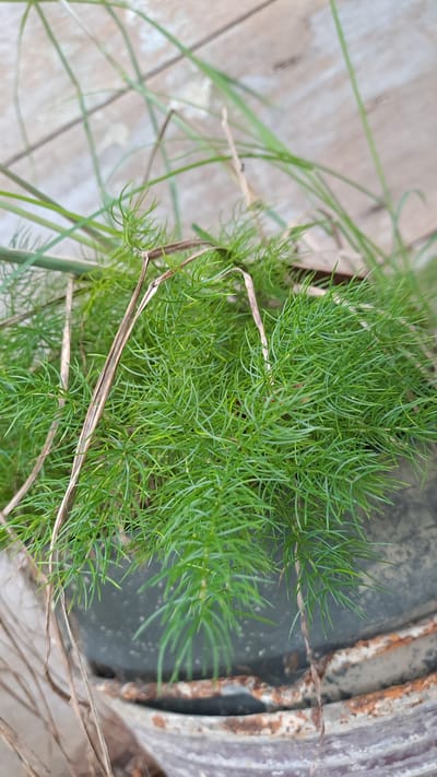A close-up shot focuses on the delicate, bright green foliage of an asparagus fern plant. The plant's wispy, needle-like leaves are densely packed, creating a soft, feathery texture. Several dried, brown stems are interspersed with the vibrant green, adding a touch of contrast. The fern appears to be growing in a weathered, dark-colored container with a rusted rim. The background is out of focus, showing a hint of a light-colored, possibly wooden or tiled surface, and some dry grass or weeds. The scene is dimly lit, creating a natural and somewhat rustic atmosphere. The image does not contain any people.