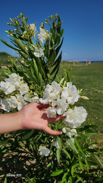 A close-up, outdoor vertical photograph captures a human left hand gently supporting a cluster of white Oleander flowers. The flowers are densely packed with multiple petals and yellow-tinged centers, surrounded by long, narrow, dark green leaves. The background features a vibrant green grassy field under a clear, deep blue sky. A white soccer goal is visible on the field towards the right, with the Mediterranean Sea stretching beyond it in the far distance. Some indistinct coastal features are present on the horizon. The scene is illuminated by bright sunlight, casting shadows on the hand and flowers. The image was captured in Erdemli, Turkey. A "Galaxy S22" watermark is present in the lower-left corner.