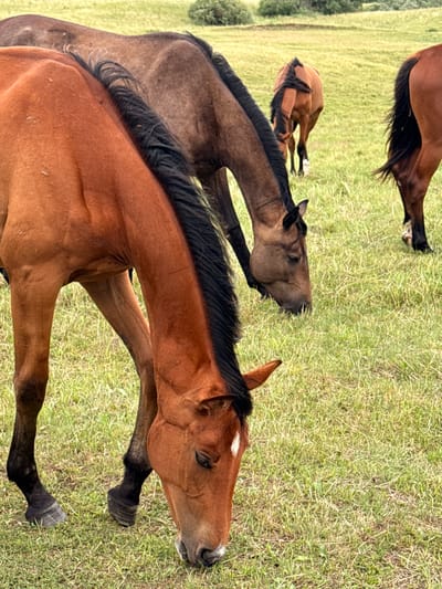 Four horses are in a grassy field. The closest horse is a chestnut with a black mane and tail, facing right with its head down, possibly eating or resting. It has a white marking on its forehead. Behind it, another horse, a darker brown, is partially visible, also with a black mane. To the left and further back, a third horse, a lighter brown, is seen from the back, with its head down. In the far upper left, a fourth horse, a dark brown, is mostly obscured, showing only its hindquarters and tail. The scene appears to be a natural outdoor setting, likely a pasture, given the abundant green grass. The lighting suggests it could be daytime, possibly overcast given the soft shadows. The horses seem to be in a peaceful, relaxed state. There is no visible text in the image. The location is Galinė, Lithuania.