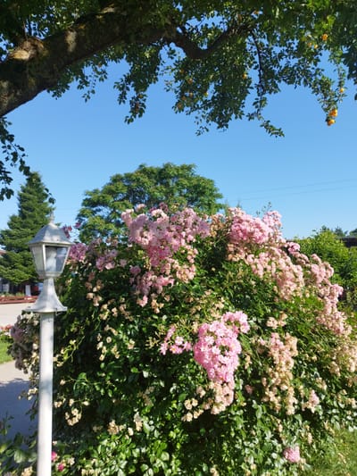 The image depicts a lush rose bush in full bloom, predominantly with pink flowers, situated outdoors. A white lamppost stands to the left of the rose bush, adding a decorative element to the scene. The background reveals a clear blue sky, with the branches of a large tree laden with yellow fruits arching from the top left. Behind the rose bush, several trees, including a tall evergreen, are visible, suggesting a garden or park setting. The ground appears to be a paved path with some grassy areas. The overall impression is a tranquil, sunlit outdoor scene. This image does not provide any specific information to pinpoint its location to Bucharest, Romania, or any other specific city.