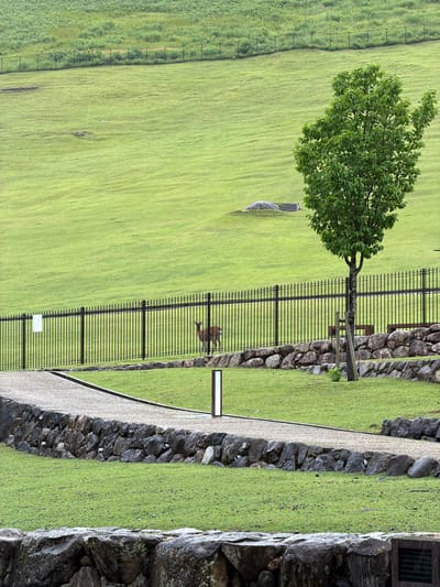 This image depicts an outdoor landscape within the city of Nara, Japan, characterized by expansive green areas and constructed elements.
In the foreground, a curved gravel pathway with a dark border ascends from the lower-left, leading towards the center-right of the frame. This path is bordered on its right side by a stone retaining wall, which incorporates several small, light-colored circular features, possibly drain outlets or embedded lights. To the right of the pathway, a vertical, rectangular light fixture stands on a patch of green grass. A second, lower stone wall, partially visible, runs across the bottom of the frame.
The midground features a black metal fence with vertical pickets, running horizontally across the scene. Behind this fence, on the right, a brown sika deer is visible, facing left. To the left of the deer, also behind the fence, is a white rectangular sign affixed to the fence. A small, leafy green tree with a visible wooden support stake stands just in front of the fence, to the right of the pathway, rooted in a grassy area bordered by a stone wall. Partially visible beyond the fence near the tree are what appear to be wooden benches.
The background consists of a vast, undulating green grassy hill that dominates the upper portion of the image. Towards the middle of this hill, a large, rounded grey boulder is present, with what appears to be a section of dark steps or a structure behind it. Further back and higher up, another black metal fence stretches horizontally across the landscape, delineating the edge of the manicured grass from an area of denser, taller green vegetation. The overall lighting suggests an overcast day, and the grass appears damp.