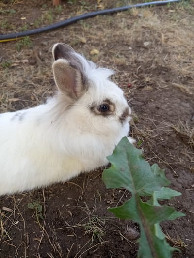 A white rabbit with grey markings on its ears and back is lying on the ground, looking to the right. The rabbit is partially obscured by a green leaf in the foreground. The ground is covered in dry grass and dirt. In the background, a black hose with a yellow stripe is visible. The image was taken outdoors, in the city of Vilshany, Ukraine.