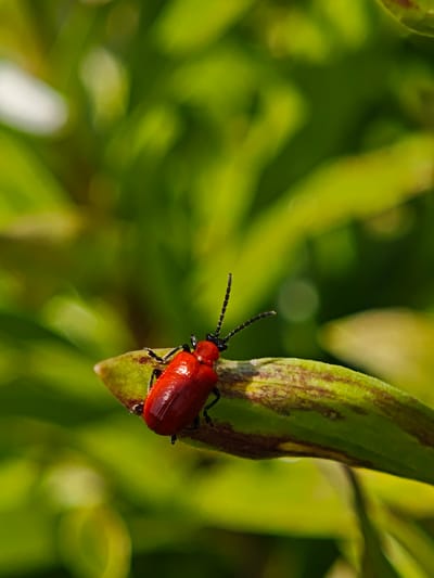 A close-up photograph captures a bright red lily beetle resting on a green leaf with brown blemishes. The beetle is the primary subject, positioned towards the lower center of the frame. Its black antennae are prominent against the out-of-focus green background. The leaf has a mottled appearance with variations in color and texture. The background is a blur of green foliage, suggesting a garden or natural setting. The location of the image is Parkhomivka, Ukraine.