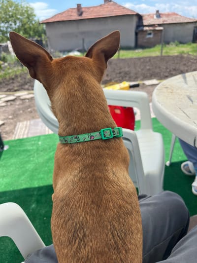 The image shows the rear of a brown dog with erect ears, wearing a green collar with a pattern of pink butterflies. The dog is positioned between a person's legs, who is wearing gray pants and white sneakers. They are sitting on a white plastic chair with a white plastic table nearby. The ground is covered with green artificial turf. In the background, there are buildings with red tiled roofs and a patch of cultivated soil, possibly a garden, indicating an outdoor residential area. Based on the prompt, the location is Smilets, Bulgaria.
