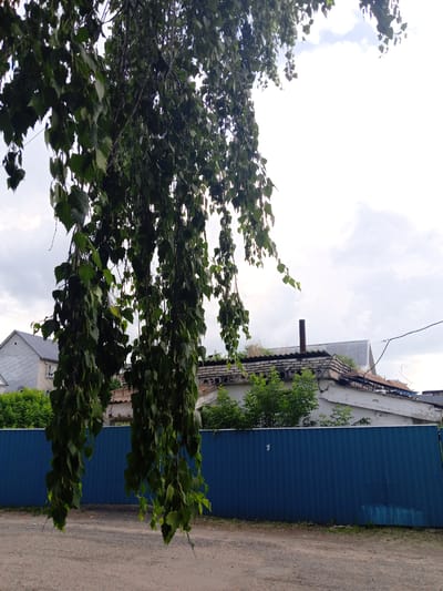 The image depicts an outdoor scene with foliage in the foreground, obscuring a view of a blue corrugated metal fence. Beyond the fence, there are buildings, including a house with a grey tiled roof on the left, and what appears to be an industrial or abandoned structure with a corrugated metal roof and a brick chimney on the right. Green trees and bushes are visible between the fence and the buildings. The sky is overcast. The scene is located in Pavlovsk, Russia.