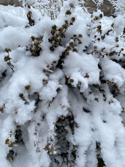 The scene, located in Yanaryk, Uzbekistan, presents a close-up view of a dormant bush heavily laden with fresh, white snow. Dried, brown branches and withered floral remnants or seed heads are intermittently visible through the thick, powdery snow that adheres to and drapes over the plant's structure, forming soft, undulating contours. The background is out of focus, showing additional snow-covered vegetation or indeterminate structures, indicative of an outdoor winter environment. No individuals or fauna are depicted within the frame.