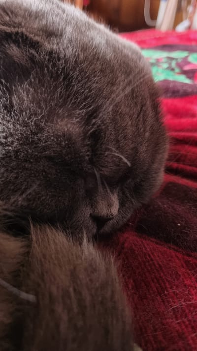 A close-up, overhead shot shows a sleeping cat curled up on a red, textured blanket. The cat's fur is dark gray and appears soft. Its head is tucked into its body, obscuring its face, but its nose and a few whiskers are visible. The blanket has a woven pattern with darker red and lighter red threads. The background is blurred and out of focus, with hints of brown and green. The scene is indoors, likely in a domestic setting. The location of Vysokoe, Russia, is not depicted in this image.
