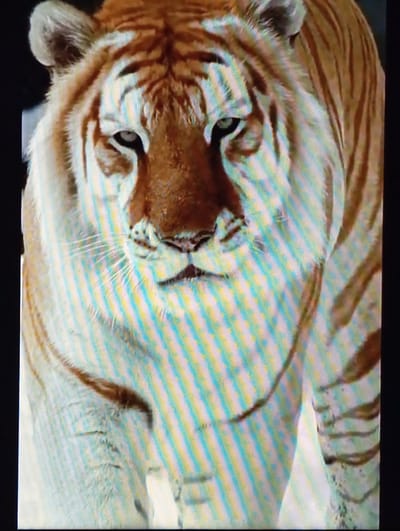 The image displays a close-up of a tiger's face, lying on its back. The tiger has orange and white fur with distinctive black stripes. Its eyes are open and looking towards the viewer. The background is blurred and appears to be a sandy or light-colored surface, possibly a desert or beach. The lighting suggests it could be daytime. The image has a noticeable interlacing pattern, indicating it might be from a video feed or a low-resolution capture. There is no visible text in the image. The setting is likely natural, given the presence of the tiger. The tiger appears calm, with no signs of distress or aggression. The provided location context of Chachersk, Belarus, does not offer readily identifiable cues within the image itself.