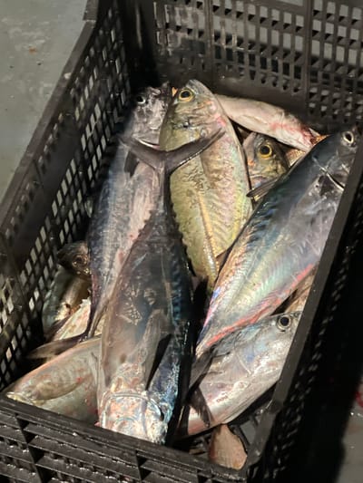 A close-up, high-angle shot shows a black plastic crate filled with a variety of fresh, raw fish. The fish are mostly whole, with some appearing to have been recently caught, as evidenced by their moist and shiny scales. Their bodies display a range of colors, including silver, blue, and iridescent green, with some showing hints of red. The fish are densely packed within the crate, creating a layered visual. The background is blurred but appears to be an outdoor setting, possibly a market or dock, given the rough texture of the surface beneath the crate. The lighting suggests it might be overcast or evening. The overall scene is a straightforward depiction of a catch of fish.