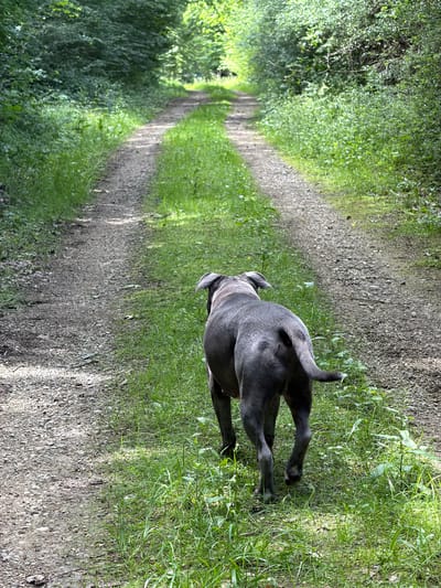 The image captures a gray, muscular dog walking away from the viewer on an unpaved gravel path that cuts through a dense forest. The scene is set in Junglinster, Luxembourg.
The dog, a large canine with short, solid blue-gray fur, is positioned in the lower right quadrant of the frame, straddling the edge of the path and the grassy verge. Its back, hindquarters, and tail (medium length, slightly curved upward) are clearly visible. The right hind leg is slightly lifted, indicating motion. The right ear is floppy and visible, while the left is partially obscured. No collar or leash is visible.
The path, composed of light gray and brownish gravel, stretches from the bottom center-left of the image, gradually narrowing and curving to the right as it recedes into the distance. It appears well-trodden with some scattered debris like small leaves. On both sides, the path is flanked by vibrant green grass and dense undergrowth. Beyond the immediate foreground, a thick wall of various deciduous trees with full green foliage forms a canopy overhead, creating a natural tunnel effect.
Patches of bright sunlight illuminate sections of the path and the surrounding greenery, particularly further down the trail and on the grass immediately to the right of the dog, contrasting with areas of deep shadow cast by the overhead canopy. The overall impression is a serene, sun-dappled woodland trail. No other individuals or significant man-made objects are present in the visible portion of the image.