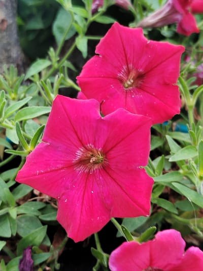 This media file captures a close-up, vertical view of several bright pink petunia flowers in bloom. The focus is on two prominent, star-shaped flowers that dominate the foreground and mid-ground. Their petals are a vibrant fuchsia, with delicate veins radiating from the center. Tiny water droplets are visible on the petals of the lower flower, suggesting recent rain or dew. The centers of the flowers reveal a lighter, almost whiteish hue with fine stamens.
Surrounding the flowers is a dense background of green foliage, characterized by elongated, somewhat fuzzy leaves and stems, typical of petunia plants. The leaves are a rich green, with some appearing darker due to shadow. A hint of a rough, textured surface, possibly bark or stone, is visible on the left side of the frame. In the lower right corner, a portion of another pink petunia flower is visible, slightly out of focus.
The overall impression is one of natural beauty and vibrant color. The lighting suggests it is daytime, with no strong shadows indicating a particular time of day. The image appears to be taken in a garden or natural outdoor setting. No people, text, or specific events are depicted. The setting is identified as Крупіцкі сельскі Савет, Belarus.