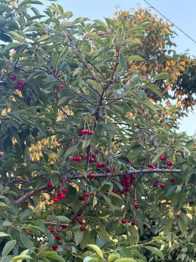 In Obukhivka, Ukraine, a cherry tree laden with ripe, red cherries is captured in the frame against a clear sky. The branches are full of green leaves, with clusters of cherries hanging from delicate stems. Some cherries are in small bunches, while others hang individually. The sunlight filters through the leaves, creating a dappled effect on the fruit. The overall scene depicts a bountiful harvest of cherries from a tree within the city.