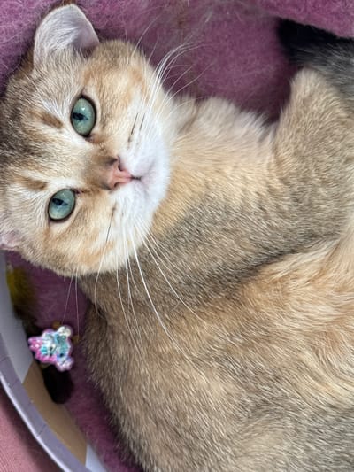 A close-up shot captures a British Shorthair cat with striking green eyes lying on a pink fuzzy surface. The cat's fur is a beautiful golden-brown with darker tabby markings on its face and body. Its whiskers are long and white. In the lower left corner, a small, colorful toy is visible. The overall impression is one of comfort and relaxation. The image does not provide any information about the location in Dagonovo, Bulgaria.