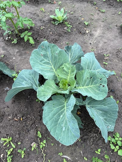 A close-up, eye-level, overhead shot depicts a young cabbage plant growing in dark, loamy soil. The cabbage is the central focus, with large, pale green leaves fanning out. Some leaves show small holes. Water droplets are visible on several leaves. To the left, a portion of a potato plant with green leaves is visible. The background shows more dark soil with scattered small green weeds and some fallen leaves. The scene appears to be a garden bed. The location is identified as Відзаўскі сельскі Савет, Belarus.