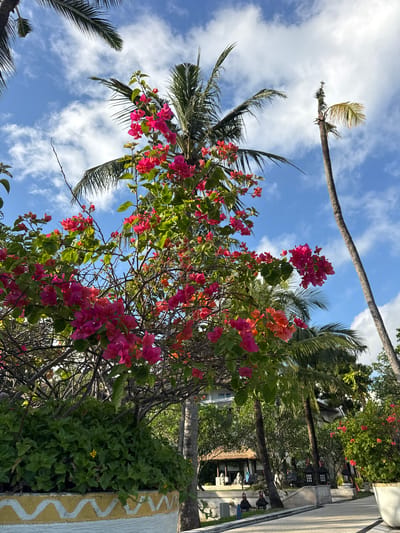 The image captures a vibrant outdoor scene in Jimbaran, Indonesia, featuring a profusion of pink and orange bougainvillea flowers. These blossoms fill the midground, intertwined with the branches of a tree. Behind the flowers, there are palm trees set against a bright blue sky dotted with scattered white clouds. The scene transitions from the natural elements of the flowers and trees to a glimpse of architecture: a whitewashed building decorated with a yellow wave pattern.