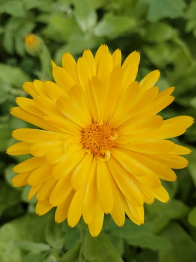 An extreme close-up shot captures a vibrant yellow calendula flower in full bloom against a soft-focus green background of foliage. The intricate details of the flower's petals are sharp and clear, showing their layered arrangement and subtle textures. The center of the flower features a dense cluster of smaller, darker yellow florets. The background is a gentle blur of green leaves, creating a sense of depth and emphasizing the bright yellow of the calendula. There is no indication of the city of Акбердино, Russia, in the image.