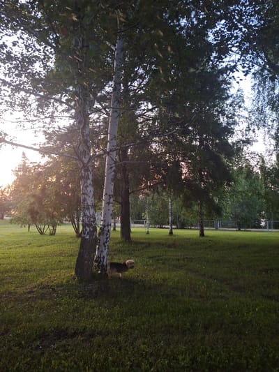 This image depicts a park-like setting in Atamanovka, Russia, likely during late afternoon or early evening, given the warm, slanted sunlight. The foreground features a grassy area with scattered small wildflowers and shadows cast by trees. Two prominent birch trees with white, textured bark stand in the middle ground, with dense green foliage overhead. To the right of the birch trees, a small, tan-colored dog is visible, facing away from the viewer and looking towards the right.
Behind the birch trees, the park continues with more trees and shrubs, creating layers of greenery. In the far background, a white fence is partially visible, suggesting a boundary or the edge of a park area. The sky is a soft blue with some clouds, and the overall atmosphere is peaceful and natural. The lighting suggests a time of day when the sun is lower in the sky, casting long shadows and illuminating the scene with a golden hue. The image is taken from a low angle, emphasizing the trees and the ground.
