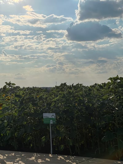 The image depicts a close-up view of a sunflower field under a cloudy sky, taken in Prutskoy, Russia. The perspective is oriented vertically, with the sky occupying the left half of the frame and the dense foliage of sunflowers the right. Wispy, elongated clouds with bright edges are scattered across a pale blue sky, suggesting a bright but overcast day, likely late morning or afternoon.
The sunflower plants are tall and lush, with large, dark green leaves obscuring much of their stalks and heads. A few yellow sunflower blossoms are faintly visible amidst the dense greenery, hinting at the season. In the background, a faint silhouette of a distant tower or transmission pylon can be seen on the horizon, breaking the line of trees that marks the edge of the field.
To the right, a wooden plank or railing runs vertically along the edge of the image, casting dappled shadows on the sunflowers. Near the bottom center of the sunflower section, a green sign on a white pole is partially visible. Text on the sign includes "450 700" and other smaller print in what appears to be Cyrillic, possibly indicating distances or measurements related to the field or surrounding area. The overall mood is serene and natural, capturing the imposing beauty of a sunflower field under a dynamic sky.