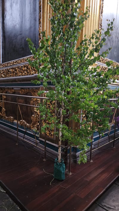 A medium shot of a small tree with green leaves positioned against an ornately decorated wall, likely indoors. The wall features gold-colored decorative carvings and moldings on a dark blue-grey background, with vertical metal bars spanning the space. The base of the tree is wrapped in green fabric and stands on a polished, dark brown wooden floor. The image appears to be taken indoors, possibly within a historical building in Smolensk, Russia, considering its rich architectural details.