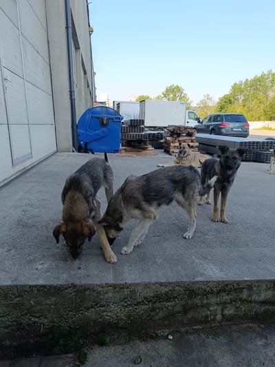 The image depicts an outdoor scene, likely in an industrial or commercial area, near a large building with a gray, textured wall and white overhead doors. A blue industrial dumpster is visible to the right of the building. In the foreground, three young dogs are actively sniffing the ground. A fourth, larger dog is lying down in the background. Several stacks of metal or wood are present, along with a white truck and a dark gray SUV with a license plate that reads "CJ 07 BXO." The sky is clear and blue, suggesting daylight. The overall setting appears to be a utilitarian space, possibly a loading dock or storage area.