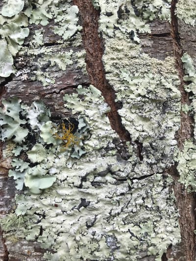 Close-up of tree bark covered in lichen, possibly in Babussalam, Indonesia. A small, dried yellow plant is nestled amongst the lichen. The bark is textured with cracks and ridges.