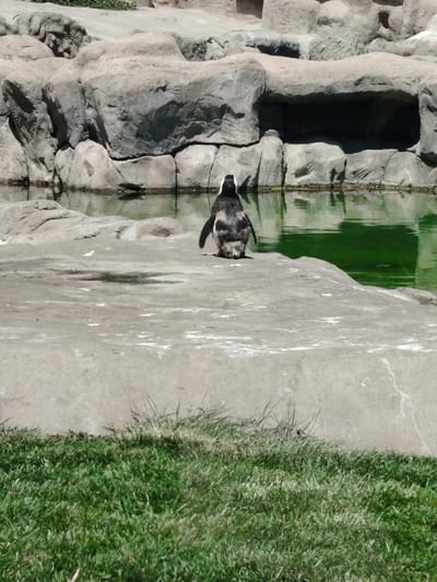 A solitary penguin stands on a textured, light grey rock surface, with its back to the viewer. It faces a body of bright green water, which reflects the surrounding environment. The penguin displays typical black and white markings on its feathers.
Behind the water, a large, intricate rock formation dominates the background, featuring various shades of grey and beige, and irregular shapes. Some parts of this rock wall create darker, cave-like openings or overhangs. The rock formations suggest an artificial habitat, likely within a zoo or wildlife park.
In the immediate foreground, a patch of vibrant green grass fills the bottom portion of the frame, providing a naturalistic border to the scene. The lighting is bright and even, indicating a clear, sunny day. No other animals or people are visible, and there is no discernible text within the image. The setting appears calm and tranquil. Based on the provided context, the location is Tepebaşı, Turkey.