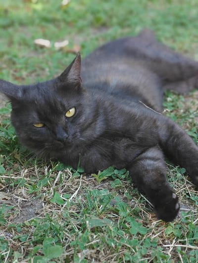 A black cat with yellow eyes is lying on its side on the grass. The cat's body is mostly black, with some lighter gray fur visible on its chest and belly. Its eyes are open and looking towards the viewer, with a slight squint. The cat's ears are pointed and erect. The grass around the cat is green and appears to be well-watered. There are a few dry leaves scattered on the ground. The background is blurred, but appears to be a grassy area with some trees in the distance. The lighting suggests it is daytime, possibly late afternoon, with soft, diffused light. The cat's expression appears relaxed and content, possibly curious or observing its surroundings. The image has a natural, outdoor feel, likely taken in a garden or park. No text is visible in the image.