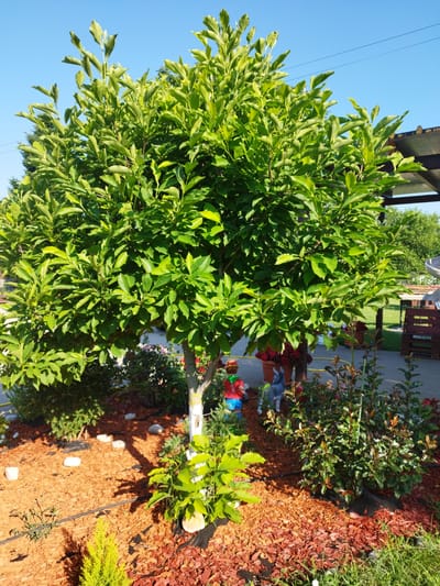 This media file shows a well-maintained garden scene bathed in bright sunlight, suggesting a clear, pleasant day. The primary subject is a lush, vibrant green tree, likely a magnolia given its large, glossy leaves, dominating the center of the frame. The tree is surrounded by a bed of reddish-brown mulch, interspersed with small white rocks and various smaller plants and shrubs.
In the foreground, to the left of the tree's trunk, are two garden gnomes. One appears to be a male figure in a red shirt and blue pants, while the other is a gray, animal-like figure, possibly a rabbit or cat. Further to the right, a denser shrub with dark green and reddish-tinged leaves is visible. A black irrigation line is subtly integrated into the mulched area.
In the background, behind the main tree, hints of a patio or deck area can be seen, with wooden structures and potted plants, including red flowers in brown pots. A pergola-like structure with a dark roof extends from the right side of the frame, providing shade. The sky above is a clear, bright blue.
The overall impression is one of a tranquil, cared-for outdoor space, likely a residential garden. The lighting suggests it's either late morning or afternoon. There is no visible text in the image. The location context provided is Bucharest, Romania.