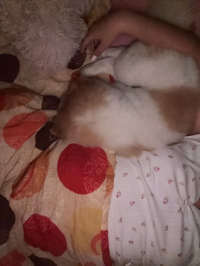 In Rogosh, Bulgaria, a close-up image shows a person's hand gently resting on the back of a fluffy, light-colored animal, possibly a dog or cat, which is curled up. The animal has patches of light brown or orange fur. They are both lying on a bed covered with patterned blankets. One blanket has large, circular patterns in red and orange, while the other, underneath the animal, is white with small pink floral designs. The lighting suggests an indoor setting, likely a bedroom.