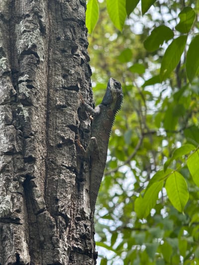 A lizard with dark gray scales and a blue-gray head clings to the rough, textured bark of a tree trunk. Its claws are visible on the bark. The lizard is positioned vertically on the trunk, facing upwards and to the left. Behind the tree, lush green leaves are blurred, suggesting an outdoor, natural environment, likely in Suthep, Thailand. The lighting indicates it is daytime. There are no people or other animals visible in the frame.