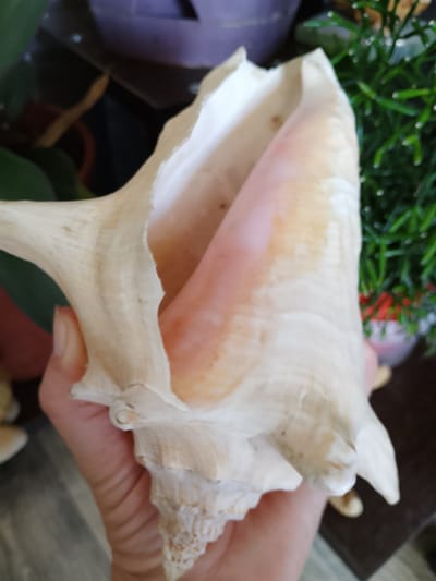 A person's hand holds a large, cream-colored conch shell. The shell has a pointed spire and a wide opening, with a pinkish-orange hue on the interior of the opening. The background is blurred, showing glimpses of green foliage and dark purple and black objects, possibly plants in pots. The scene is indoors, with a neutral, wooden-toned surface visible below the hand. The location is not specified in the image.