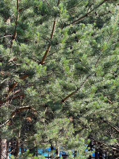 This is a close-up, natural light photograph of a pine tree. The image is filled with dense green pine needles and brown branches, with several small pine cones scattered throughout. The sunlight filters through the branches, creating highlights and shadows that add depth and texture to the foliage. In the upper right corner, a hint of a blue structure with windows is visible, suggesting it is near a building. The overall scene evokes a sense of being outdoors in a natural environment, likely during the daytime given the bright lighting. The image does not contain any people, text, or specific indications of a particular event. The provided location context of Elekmonar, Russia, suggests this is a common type of vegetation found in that region.
