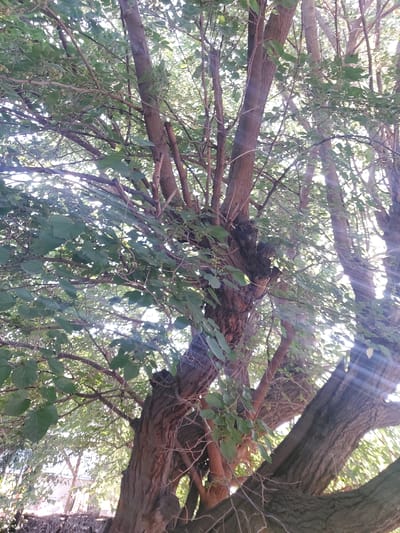 The image shows a view looking up into the canopy of a large tree with a thick, gnarled trunk. The branches are laden with green leaves, and sunlight filters through them, creating lens flares. The tree appears to be in an outdoor setting, possibly a park or a yard, with glimpses of other trees and structures in the background. The image is taken from a low angle, emphasizing the height and spread of the tree. No people or specific actions are visible in the image.