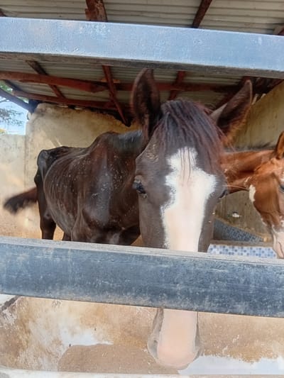 The image shows two horses inside what appears to be a stable or enclosed area, likely located in Boundaryline, Nigeria. A dark-colored horse with a white blaze is in the foreground, partially obscured by a metal frame. Another horse with reddish-brown coloring is positioned behind it. The environment includes corrugated metal roofing and concrete walls, suggesting a basic structure.