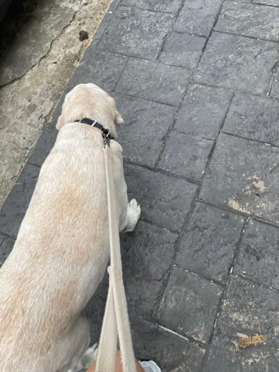 The scene depicts an outdoor urban environment in Coatzacoalcos, Mexico. A light-colored dog, likely a Labrador Retriever, is visible from a top-down perspective, facing away from the camera. The dog wears a black collar and is attached to a beige fabric leash, held by a human hand visible in the lower right corner of the frame. The dog's coat is short, appearing cream or very light tan, with white paws. The dog's head is turned slightly to the right. The ground consists of a dark gray, stamped concrete sidewalk with a rectangular pattern, adjacent to a rougher, lighter gray concrete or asphalt surface on the left. On the lighter concrete surface, a small, dark brown mass consistent with dog feces is present.