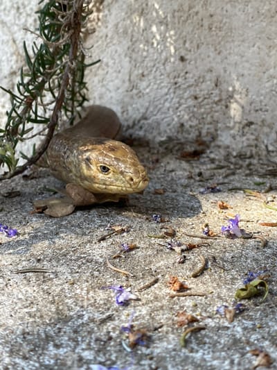 This image captures a *Pseudopus apodus* (European glass lizard) situated on a light grey, textured concrete surface in Vrijesno, Montenegro. The reptile, displaying a scaly, light brown body, is oriented with its head facing slightly right of center. Its elongated body extends towards the upper left, partially obscured by green, needle-like foliage and a thin dried branch. The immediate ground is uneven, scattered with small purple flower petals, dried leaves, and various organic detritus; a single larger dried leaf rests beneath the lizard's lower jaw. A textured, light-toned wall occupies the background. Direct sunlight illuminates the scene, casting defined shadows on the ground.