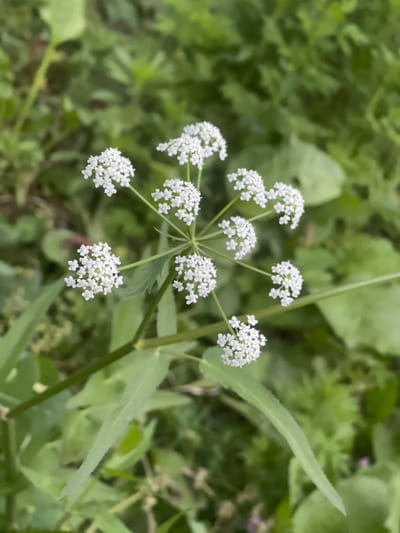 A close-up, high-angle shot captures a cluster of small, white flowers with delicate petals. The flowers are arranged in an umbel shape, radiating from a central stem. They are set against a blurred background of lush green foliage, suggesting an outdoor, natural setting. The lighting is soft and diffused, casting no harsh shadows. The image appears to be taken in a rural or natural environment, possibly a garden or a field, and there are no signs of urban infrastructure or human activity. The location in Кызыл-Тоо, Kyrgyzstan, is not visually indicated in the image itself.