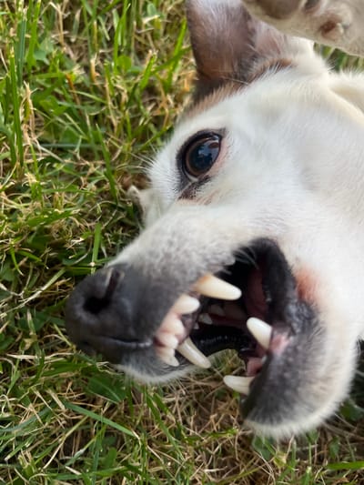 This is a close-up, high-angle shot of a white dog lying on its back in green grass, possibly in Vladaya, Bulgaria. The dog's head is tilted upwards and its mouth is open, revealing sharp white teeth and a dark pink tongue. Its dark brown eye is visible, looking towards the camera with a curious or playful expression. The dog's fur is white with some gray markings around its muzzle and ears. The grass is green and somewhat dry, suggesting it might be daytime with fair weather. The focus is primarily on the dog's face and open mouth, creating a sense of intimacy and perhaps a playful moment captured. The overall impression is of a happy and energetic dog enjoying outdoor time.