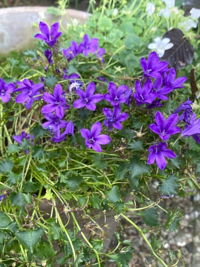 A close-up, overhead shot captures a dense cluster of campanula flowers, commonly known as bellflowers, in a garden setting. The vibrant purple blooms, with their distinctive bell shape and five petals, are the focal point, interspersed with lush green foliage and thin, winding stems. Some of the flowers are in full bloom, while others are still buds or have started to wilt. In the background, out-of-focus elements suggest a garden environment, possibly including other plants and structures, though no specific identifying features of Lütjenwestedt, Germany are visible. The image is taken from a high angle, looking down onto the plants.