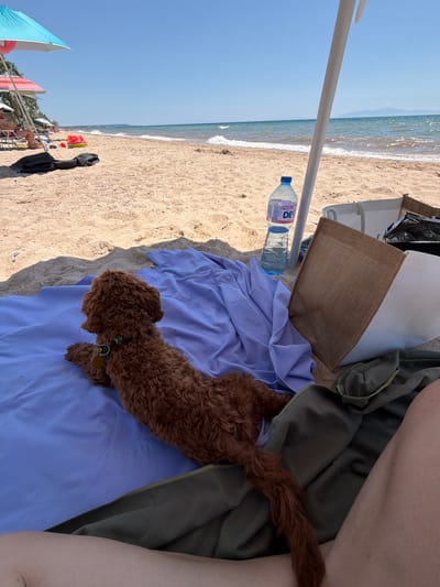 A brown poodle lies on a light purple blanket on a sandy beach. The dog faces away from the camera towards the sea. Behind the dog, a blue water bottle and a large woven bag are visible, along with a white beach umbrella. The sea is calm, with small waves breaking on the shore. In the background, other beachgoers and umbrellas can be seen. The overall scene depicts a relaxed day at the beach.