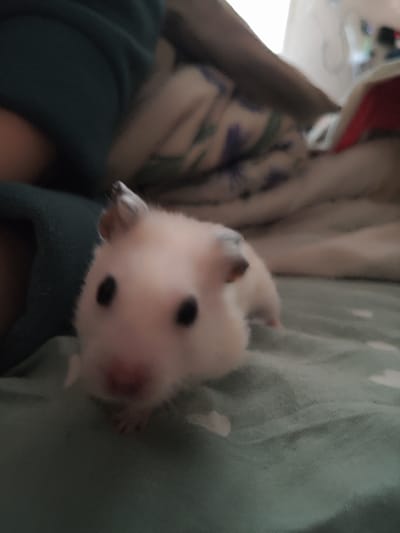 The image shows a close-up of a white hamster with black eyes and ears, lying on a teal-colored cloth. The hamster is the primary subject and is in focus, while the background is blurred. Parts of a person's arm and a blanket are visible in the blurred background, suggesting the hamster is being held or is near a person. There is no visible indication of the location being in Makiivka, Ukraine, or any specific urban environment.