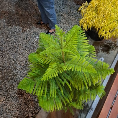 In Mesjid Tuha, Indonesia, an overhead shot captures a scene with gravel on the left, a potted plant with bright green needles in the center, and a yellow-leafed plant in a black pot on the right. A person's legs, clad in dark gray pants and black shoes, are visible on the left side of the frame, standing on the gravel. The green plant exhibits a tiered, fractal-like structure with densely packed, fine needles. A portion of a wooden bench is visible along the right edge of the image. The ground appears to be concrete or pavement in some areas.