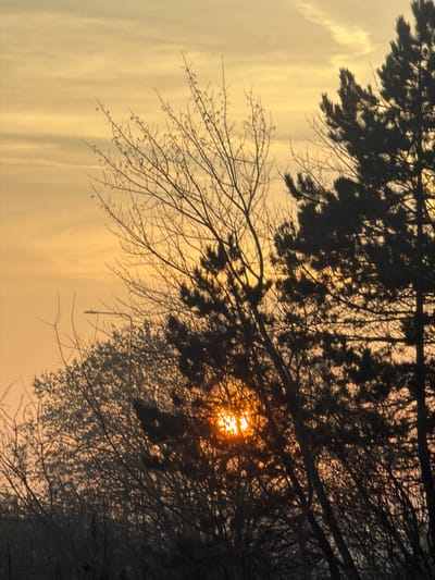 The image depicts an outdoor scene at sunrise or sunset in Connah's Quay, United Kingdom. The sky exhibits a gradient of orange and yellow hues, with subtle, elongated cloud formations. The lower half of the frame is dominated by the dark silhouettes of various trees. On the right, dense coniferous trees partially obscure the bright, low-lying sun, which casts an intense orange light through their branches. To the left, a deciduous tree with numerous bare, intricate branches is silhouetted against the bright sky. In the far distance, towards the upper-left of the image, a faint, dark, horizontal structure, consistent with the Flintshire Bridge, is visible against the horizon. No individuals, animals, or explicit actions are present.