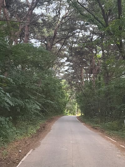 This media file shows a curved, paved road lined with dense green foliage on one side and a canopy of trees on the other. The trees are tall and mature, with intricate branches that create a dappled light effect overhead. The road appears to be empty, with no vehicles or pedestrians visible, suggesting it might be a quiet or secluded area.
The scene is set in a natural environment, likely a park, forest, or rural road, given the abundance of trees and vegetation. The time of day appears to be daytime, as indicated by the bright sky visible through the tree branches and the overall illumination of the scene. The weather seems to be fair, with no signs of rain or strong winds.
The road itself is asphalt with a white line marking the edge on the right side. The foliage on the left is thick and varied, with some areas appearing more like bushes and smaller plants, while others are clearly the lower branches of trees. The overall impression is one of a serene and picturesque natural landscape. There are no discernible emotions conveyed by the scene, other than a sense of tranquility and perhaps a slight feeling of isolation due to the lack of human presence. No text is visible in the image. The location context provided is Dangjin-si, South Korea, which helps to place this natural scene within a specific geographical area.